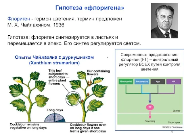 Флориген - гормон цветения, термин предложен М. Х. Чайлахяном, 1936 Гипотеза: