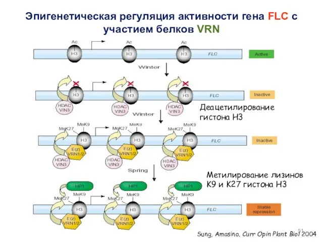 Sung, Amasino. Curr Opin Plant Biol 2004 Эпигенетическая регуляция активности гена