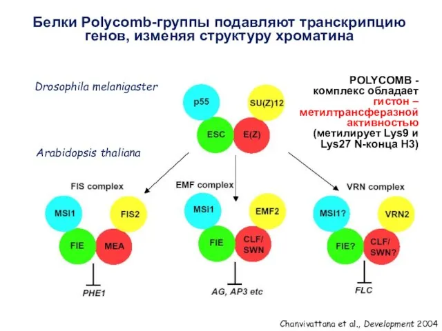 Drosophila melanigaster Arabidopsis thaliana POLYCOMB - комплекс обладает гистон – метилтрансферазной