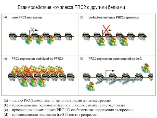 (а) – только PRC2 комплекс ? неполное подавление экспрессии (b) –