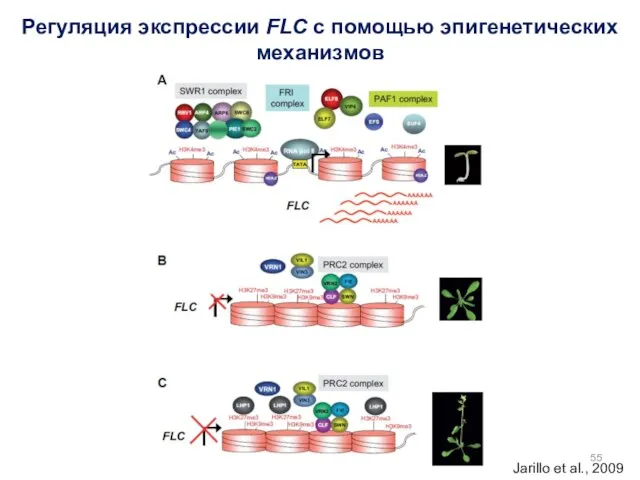 Регуляция экспрессии FLC с помощью эпигенетических механизмов Jarillo et al., 2009