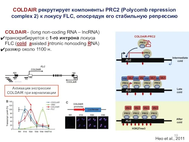 COLDAIR рекрутирует компоненты PRC2 (Polycomb repression complex 2) к локусу FLC,