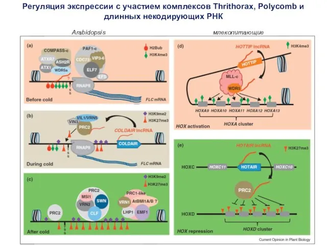 Регуляция экспрессии с участием комплексов Thrithorax, Polycomb и длинных некодирующих РНК Arabidopsis млекопитающие