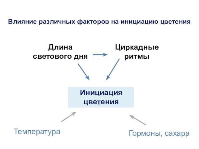 Инициация цветения Гормоны, сахара Температура Длина светового дня Циркадные ритмы Влияние различных факторов на инициацию цветения