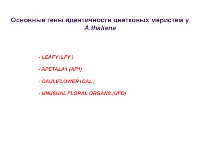 - LEAFY (LFY ) - APETALA1 (AP1) - CAULIFLOWER (CAL )