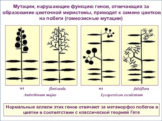 Мутации, нарушающие функцию генов, отвечающих за образование цветочной меристемы, приводят к