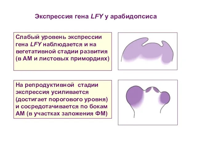 Слабый уровень экспрессии гена LFY наблюдается и на вегетативной стадии развития