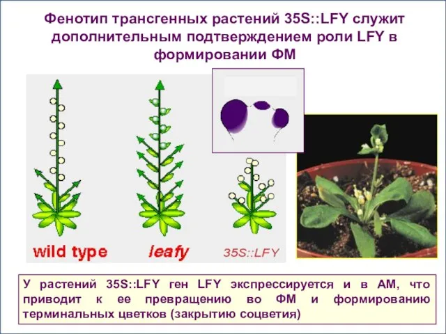 Фенотип трансгенных растений 35S::LFY служит дополнительным подтверждением роли LFY в формировании