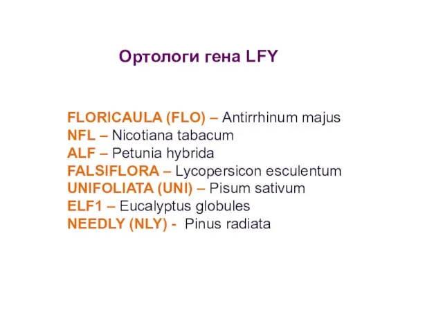 Ортологи гена LFY FLORICAULA (FLO) – Antirrhinum majus NFL – Nicotiana