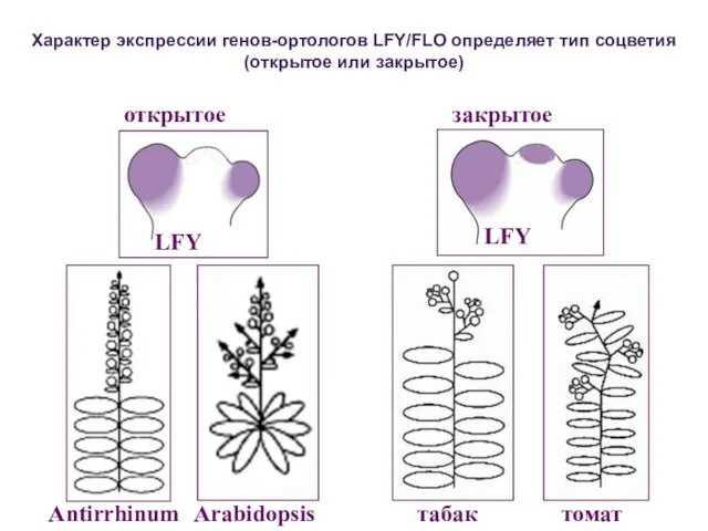 Характер экспрессии генов-ортологов LFY/FLO определяет тип соцветия (открытое или закрытое) открытое закрытое LFY
