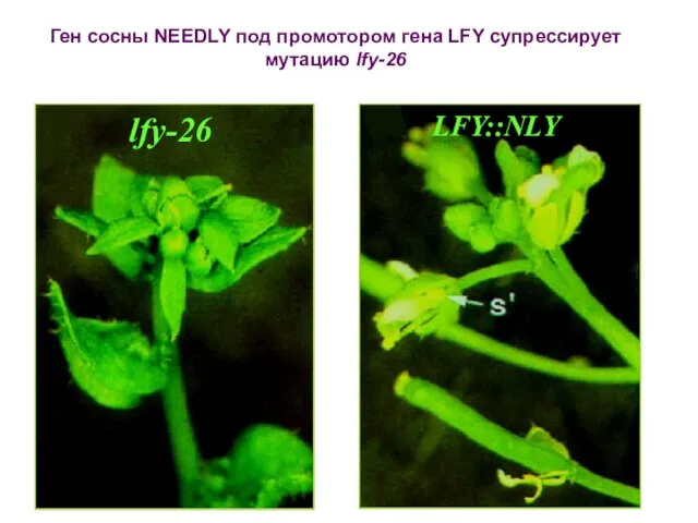 Ген сосны NEEDLY под промотором гена LFY супрессирует мутацию lfy-26