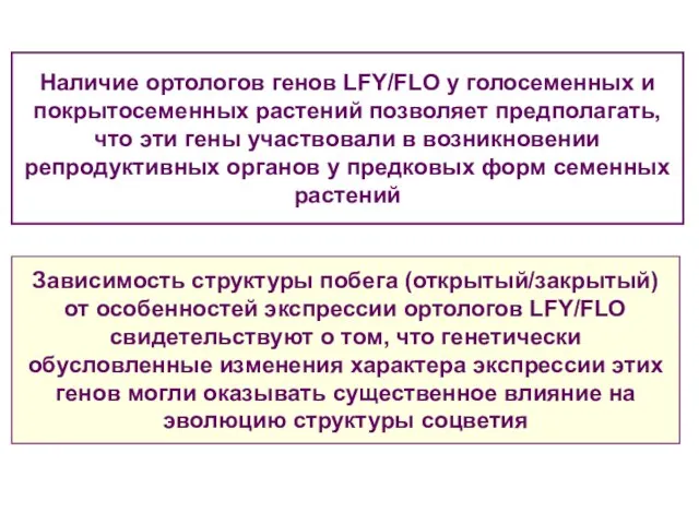 Наличие ортологов генов LFY/FLO у голосеменных и покрытосеменных растений позволяет предполагать,