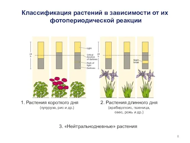 1. Растения короткого дня (кукуруза, рис и др.) 2. Растения длинного
