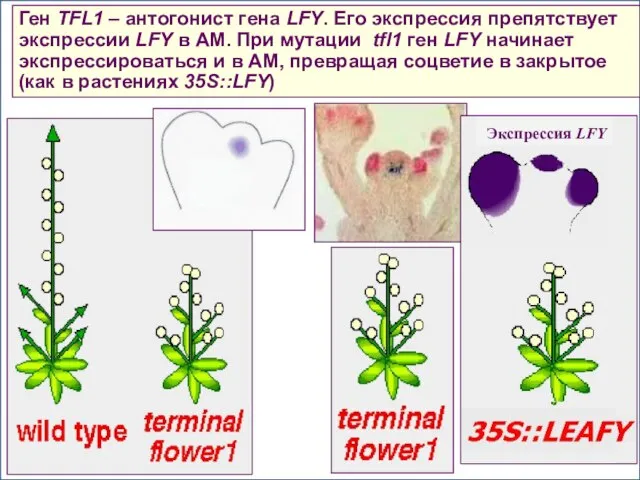 Ген TFL1 – антогонист гена LFY. Его экспрессия препятствует экспрессии LFY