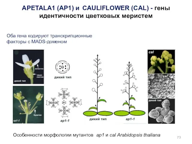 Особенности морфологии мутантов ap1 и cal Arabidopsis thaliana APETALA1 (AP1) и