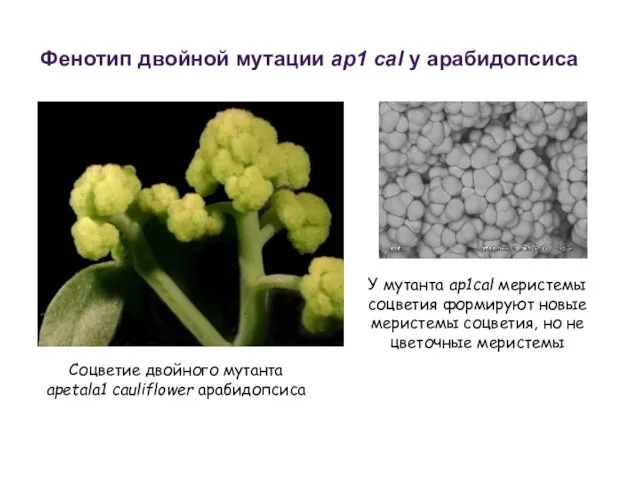 У мутанта ap1cal меристемы соцветия формируют новые меристемы соцветия, но не