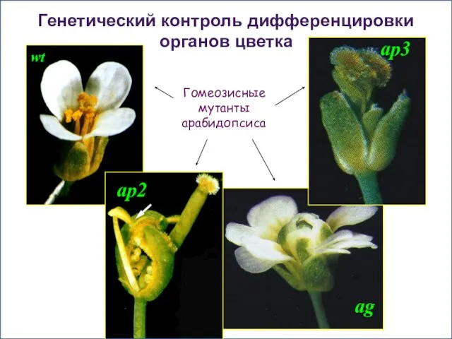 Гомеозисные мутанты арабидопсиса Генетический контроль дифференцировки органов цветка