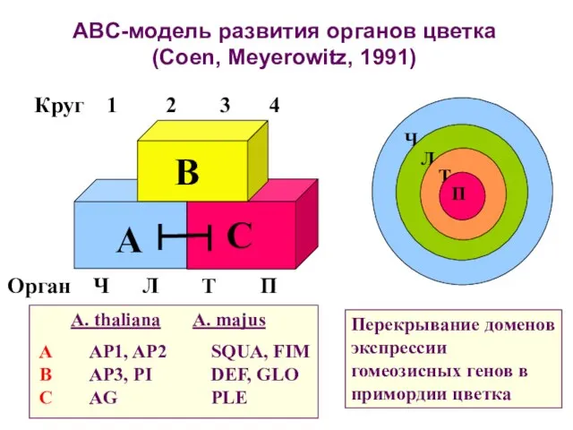 ABC-модель развития органов цветка (Coen, Meyerowitz, 1991) Перекрывание доменов экспрессии гомеозисных генов в примордии цветка