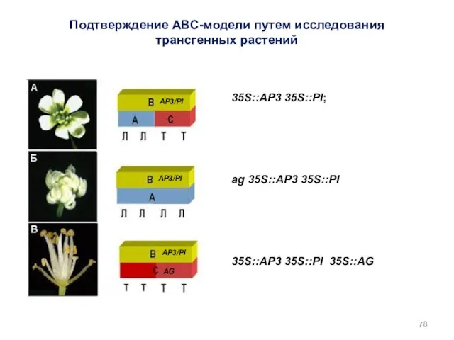 35S::AP3 35S::PI; ag 35S::AP3 35S::PI 35S::AP3 35S::PI 35S::AG AP3/PI AP3/PI AP3/PI