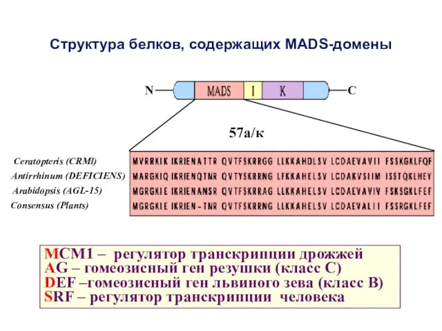 Структура белков, содержащих MADS-домены MCM1 – регулятор транскрипции дрожжей AG –