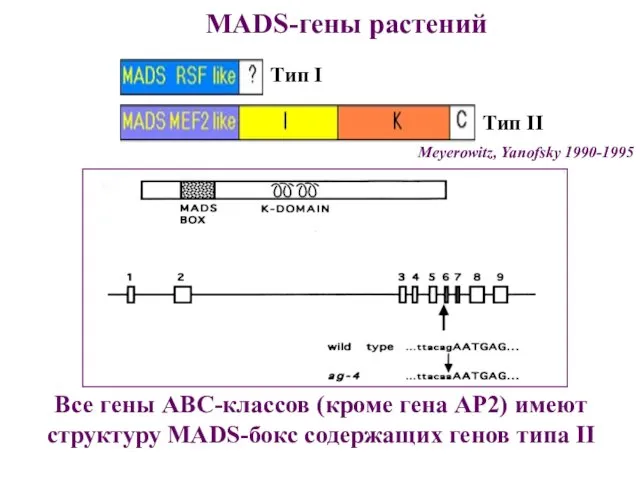 Meyerowitz, Yanofsky 1990-1995 Тип I MADS-гены растений Все гены АВС-классов (кроме