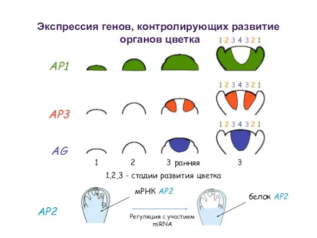 AP2 1,2,3 - стадии развития цветка ранняя Экспрессия генов, контролирующих развитие