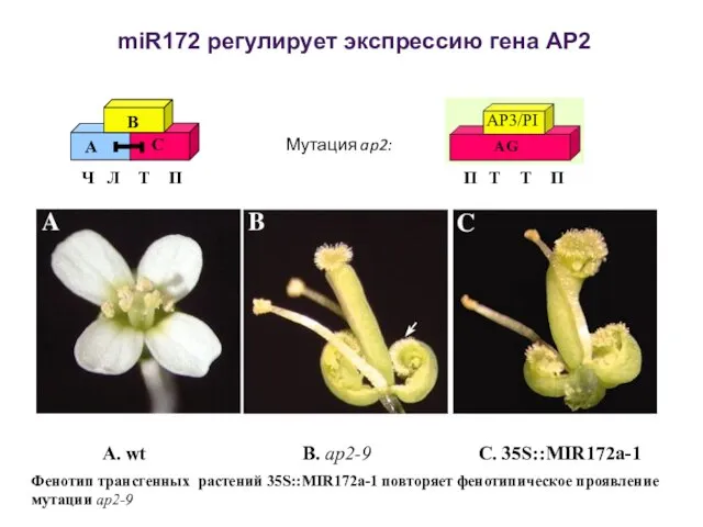 A. wt B. ap2-9 C. 35S::MIR172a-1 Фенотип трансгенных растений 35S::MIR172a-1 повторяет