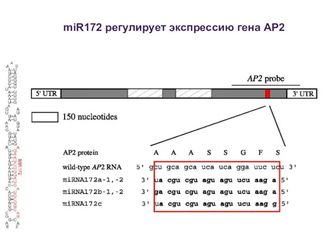 miR172 регулирует экспрессию гена AP2