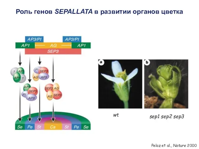 sep1 sep2 sep3 Pelaz et al., Nature 2000 wt Роль генов SEPALLATA в развитии органов цветка