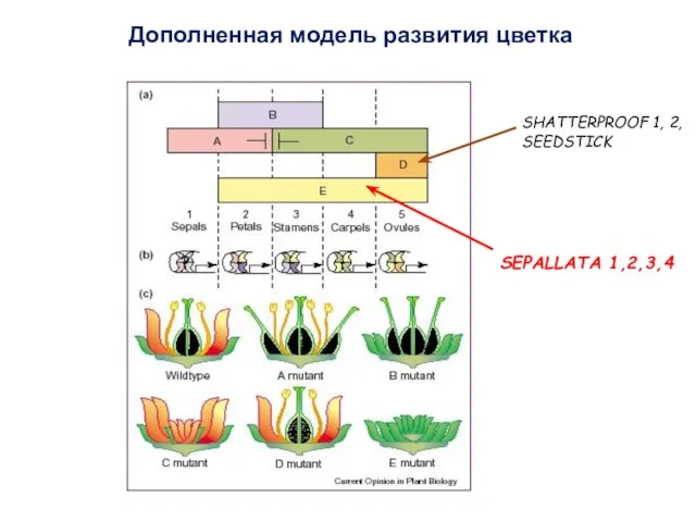 Дополненная модель развития цветка SHATTERPROOF 1, 2, SEEDSTICK SEPALLATA 1,2,3,4