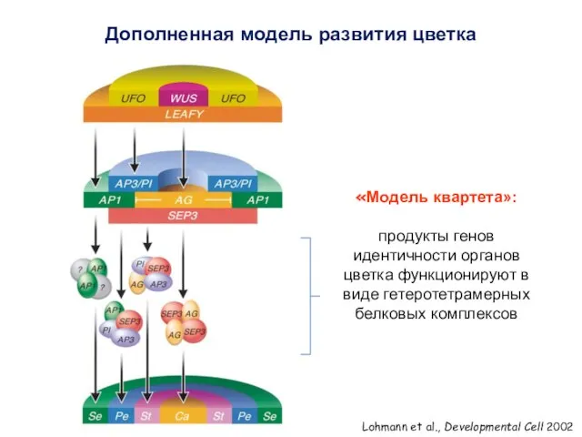 Дополненная модель развития цветка Lohmann et al., Developmental Cell 2002 «Модель