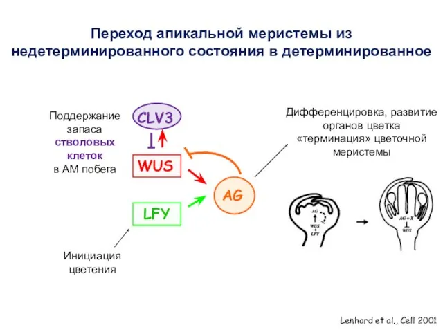 Lenhard et al., Cell 2001 CLV3 WUS Поддержание запаса стволовых клеток