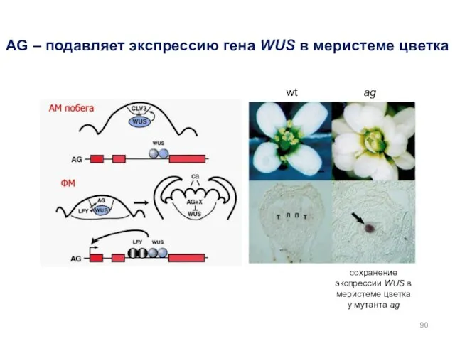 AG – подавляет экспрессию гена WUS в меристеме цветка сохранение экспрессии