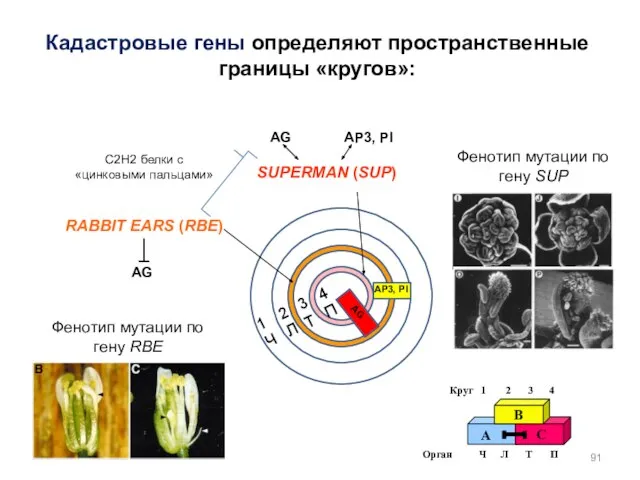 Кадастровые гены определяют пространственные границы «кругов»: SUPERMAN (SUP) RABBIT EARS (RBE)