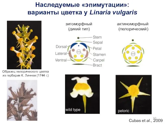 Cubas et al., 2009 Образец пелорического цветка из гербария К. Линнея