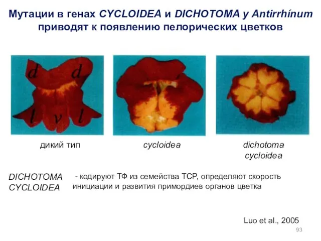 Luo et al., 2005 Мутации в генах CYCLOIDEA и DICHOTOMA у