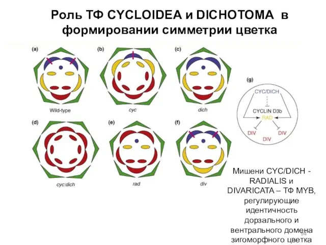 Роль ТФ CYCLOIDEA и DICHOTOMA в формировании симметрии цветка Мишени CYC/DICH