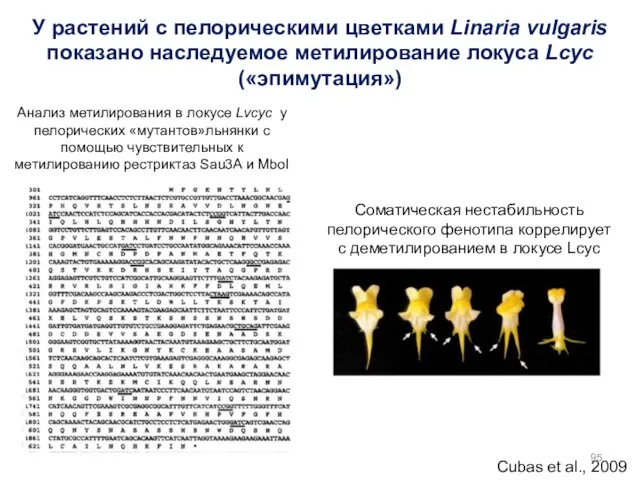 Анализ метилирования в локусе Lvcyc у пелорических «мутантов»льнянки с помощью чувствительных