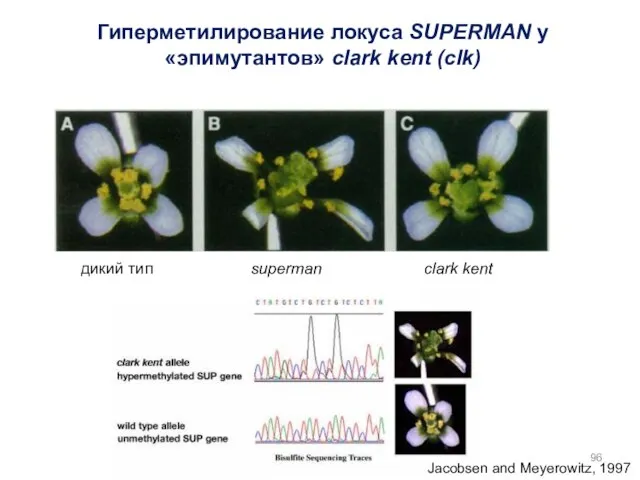 Гиперметилирование локуса SUPERMAN у «эпимутантов» clark kent (clk) дикий тип superman