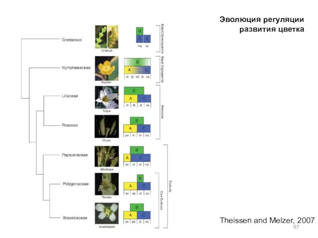 Theissen and Melzer, 2007 Эволюция регуляции развития цветка