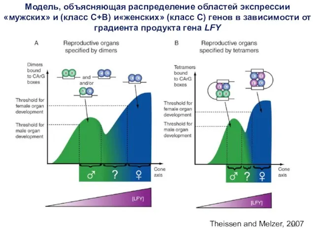 Theissen and Melzer, 2007 Модель, объясняющая распределение областей экспрессии «мужских» и