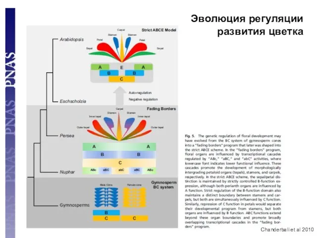 Chanderbali et al 2010 Эволюция регуляции развития цветка