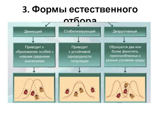 3. Формы естественного отбора