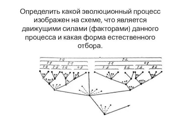 Определить какой эволюционный процесс изображен на схеме, что является движущими силами