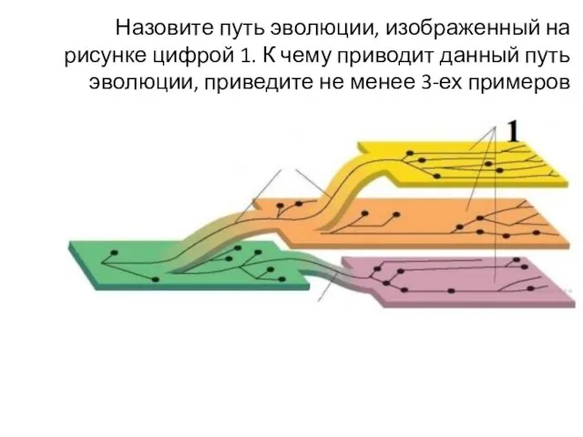 Назовите путь эволюции, изображенный на рисунке цифрой 1. К чему приводит