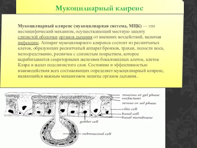 Мукоцилиарный клиренс Мукоцилиарный клиренс (мукоцилиарная система, МЦК) — это неспецифический механизм,