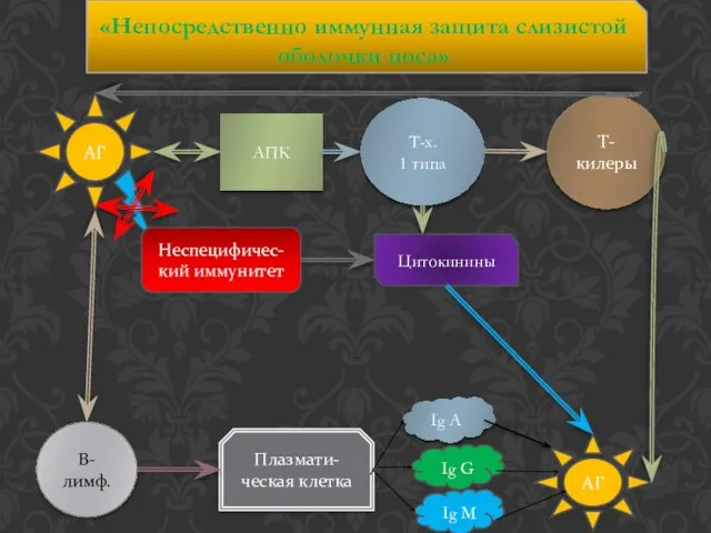 АГ АПК Т-х. 1 типа В-лимф. Т-килеры Плазмати-ческая клетка Ig A