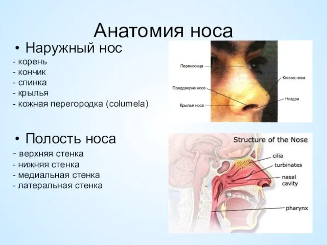 Анатомия носа Наружный нос - корень - кончик - спинка -