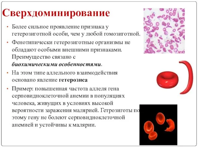 Сверхдоминирование Более сильное проявление признака у гетерозиготной особи, чем у любой