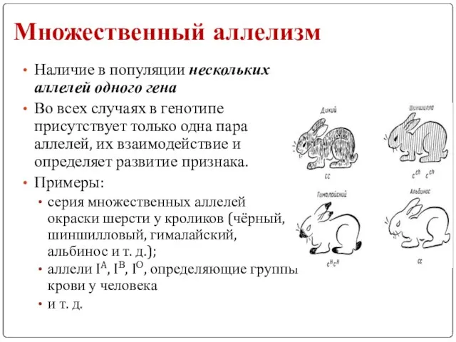 Множественный аллелизм Наличие в популяции нескольких аллелей одного гена Во всех